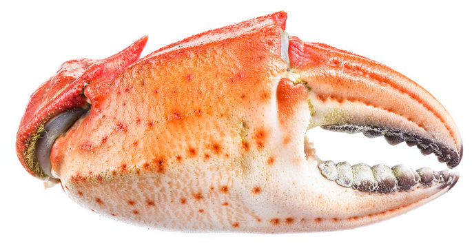 Cooked crab claws. File contains clipping paths.