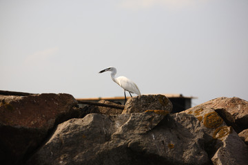 Great egret, birdwatching