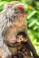 Naklejka premium Baby monkey nursing from mother