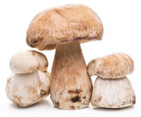 Porcini mushrooms isolated on a white background.
