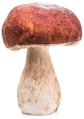 Porcini mushrooms isolated on a white background.