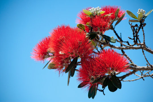 Pohutukawa in bloom

New Zealand endemic tree pohutukawa, also known as a Christmas tree as it consistently flowering around Christmas time.