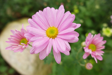 Close up of flowers colorful chrysanthemums