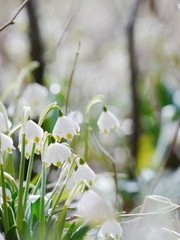 snowdrops growing out snow