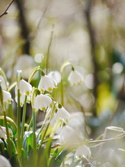 Fototapeta premium snowdrops growing out snow