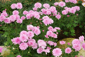 Beautiful dahlia in the garden.