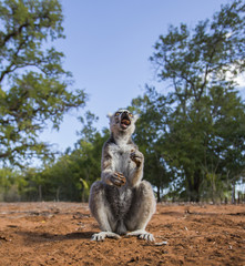 Ring-tailed lemur sitting on the ground. Madagascar. An excellent illustration.