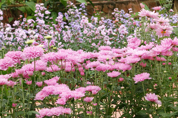 Obraz premium Beautiful dahlia in the garden.