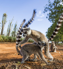Two ring-tailed lemurs playing with each other. Madagascar. An excellent illustration.