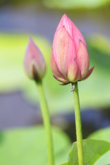 Lotus Budding Blossom