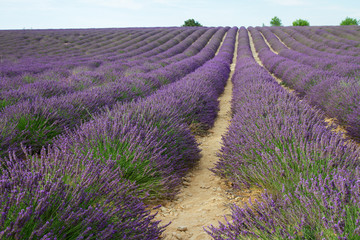 Obraz na płótnie Canvas Lavender summer field