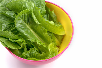 Green Cos, Hydroponics vegetable