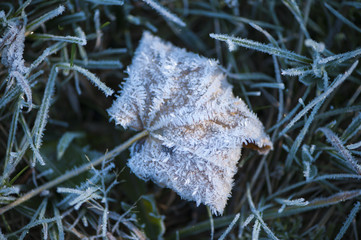 Plant covered with hoar frost, close up