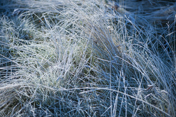 Plant covered with hoar frost, close up