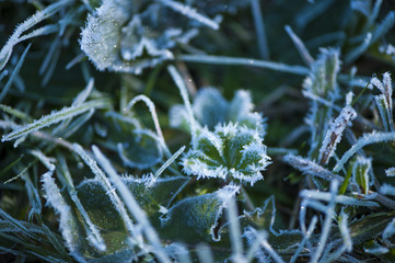 Plant covered with hoar frost, close up