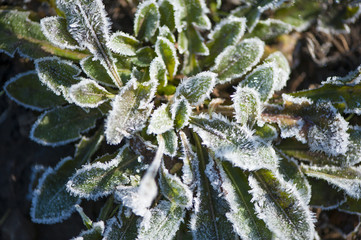 Plant covered with hoar frost, close up