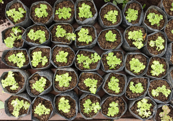 Seedlings on the vegetable tray.