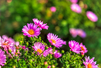 Obraz premium Flowers sea of Coreopsis