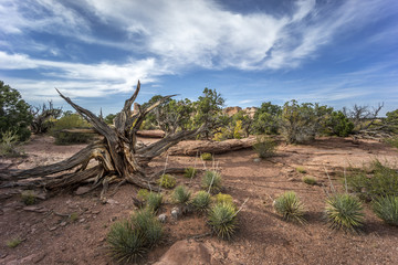 Fototapeta na wymiar Canyonlands National Park