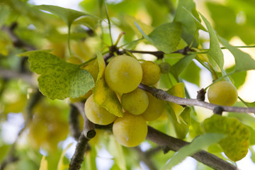 Ginkgo biloba fruit