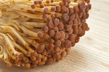 Golden Enoki mushrooms close up