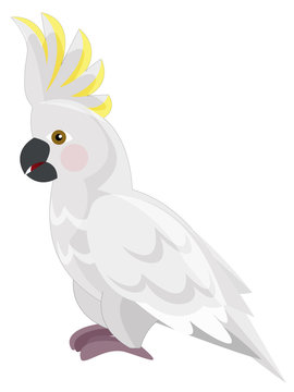 Cartoon parrot - cockatoo - isolated - illustration for the children
