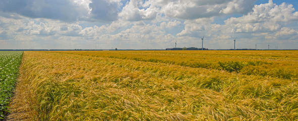 Wheat growing on a sunny field in summer