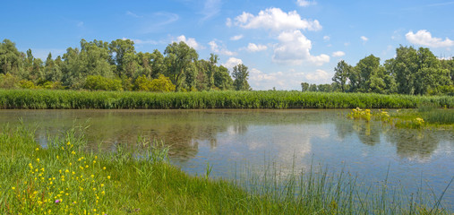 Reed along a lake in summer