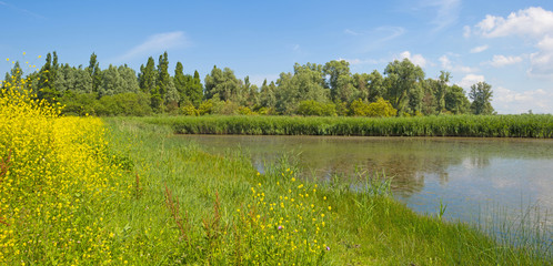 Reed along a lake in summer