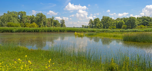 Reed along a lake in summer