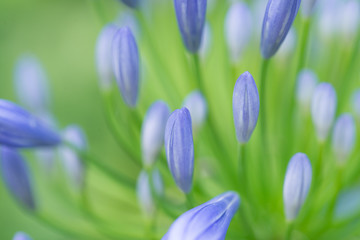 Fototapeta premium フロープレノ