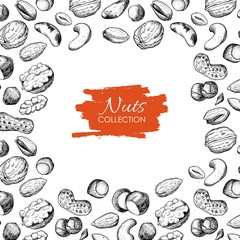 Vector hand drawn nuts illustration. Engraved.