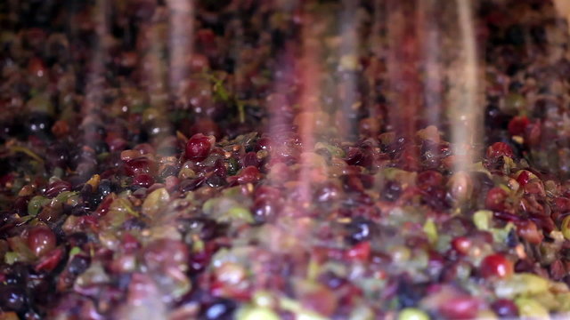 closeup of grapes in wine making process