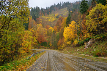Fototapeta na wymiar wet road in a mountain autumn forest