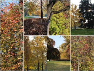 leaves and trees in the park