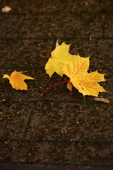  Maple leaves on flag-stone pavement