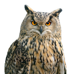 A Eurasian Eagle Owl. Portrait. Bird isolated on white