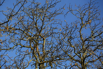 Branches of naked trees