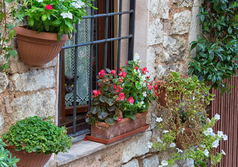 Fototapeta na wymiar Cat looking out the window, on the wall a lot of flower pots, Spello, Italy