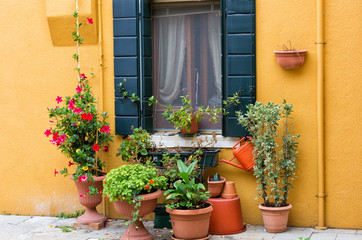 Flowerpots with plants near yellow wall with window, Burano, Venice