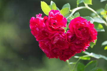 Bush blooming red roses on a background of green foliage