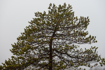 Pine tree in autumn. Latvia, Northern Europe