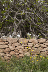 Stone Wall and Fig Tree in Formentera; Balearic Islands