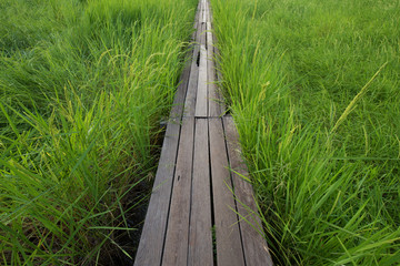 100 year-old wooden bridge between rice field at Nakhon Ratchasi