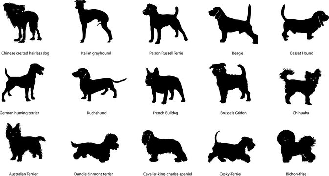 Breeds of dogs, illustrations, silhouettes, different breeds of dogs 