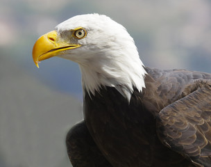 Obraz premium american eagle