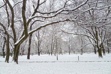 Park in winter with snowy trees 
