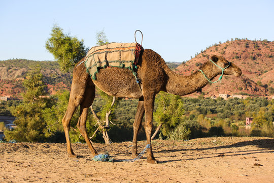 le Maroc