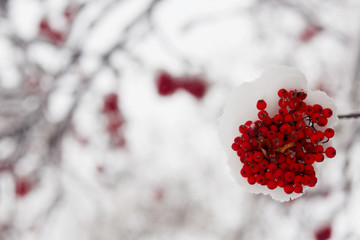 Rowan tree in the snow
