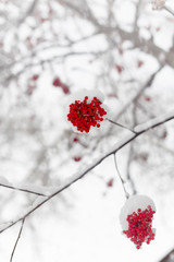 Rowan tree in the snow